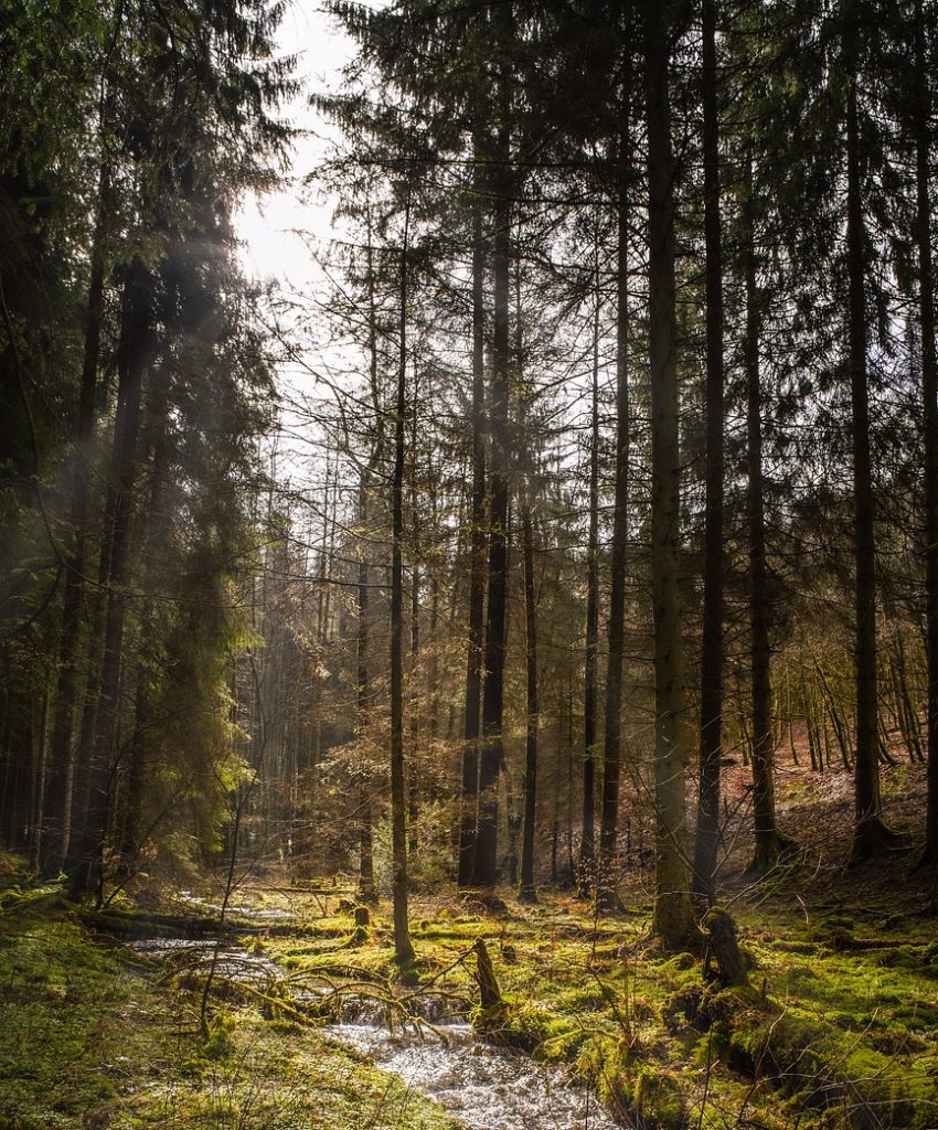 forest, landscape, river, nature, hike, forest, forest, forest, forest, forest, river