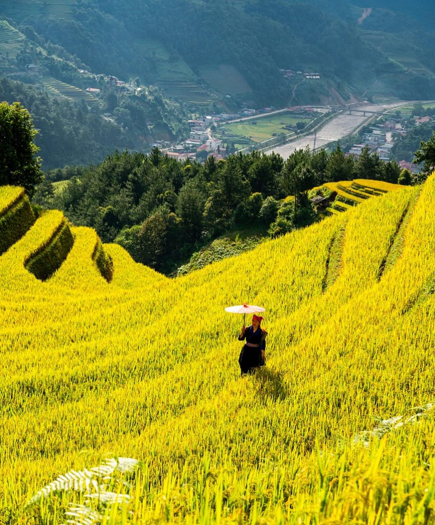 mountains, plateau, step, field, nature, people, rice, countryside, outdoors, agriculture