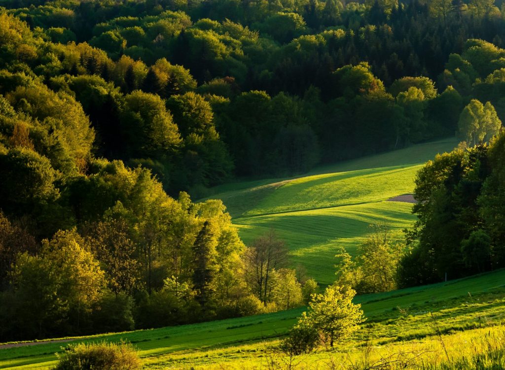 Lush green countryside landscape with sunlit fields and dense forest in the background, perfect for nature lovers.